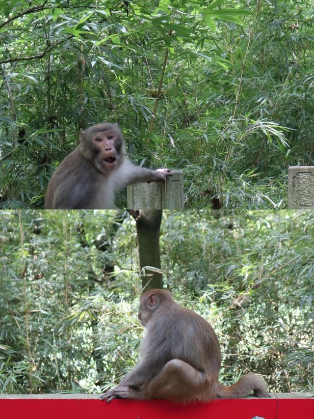 貴陽5元看大熊貓自由，附黔靈山公園遊玩攻略路線