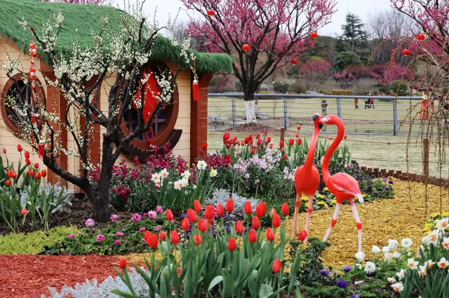 【Shanghai Plum Blossom Festival