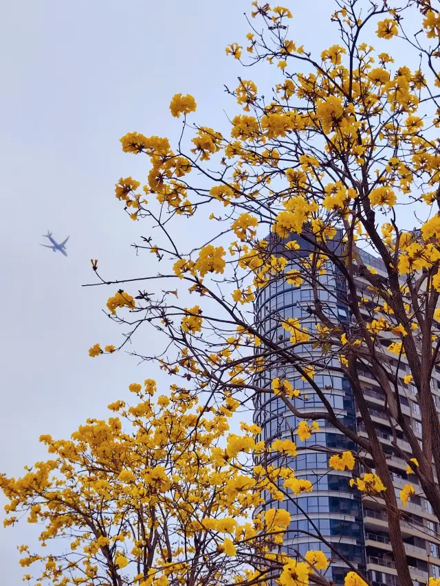 Zhou Touzhu's Golden Trumpet Tree Avenue