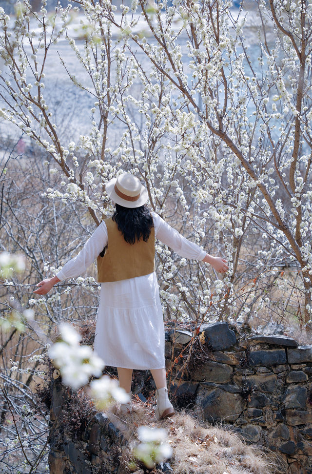 高原秘境尋東女，大美金川賞梨花