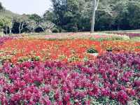 廈門植物園 仿彿誤入愛麗絲仙境