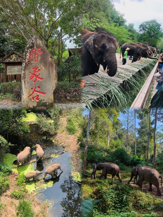 《傣族風情狂潮！版納潑水節盛大揭幕，五日四夜暢遊秘境》