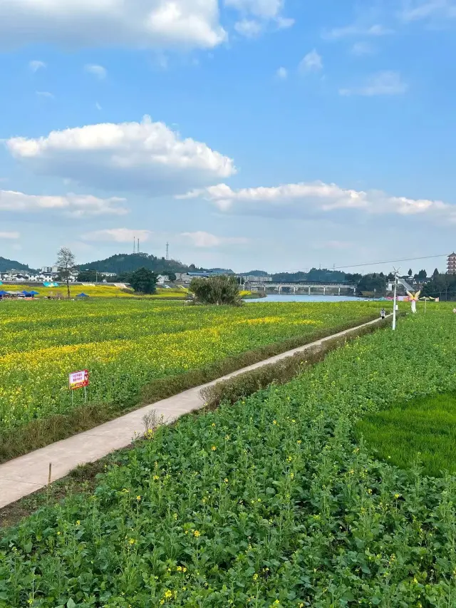 If you want to enjoy flower viewing in Chongqing, come to Chongkai, where there are ten thousand mu of rapeseed flowers!