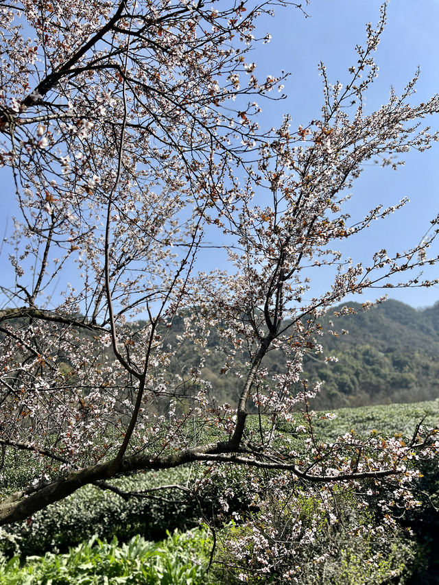 杭州茶博｜不僅只是茶葉博物館，還是個賞花勝地～