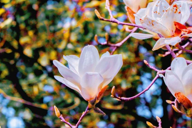 南昌春日遊  賞花走起