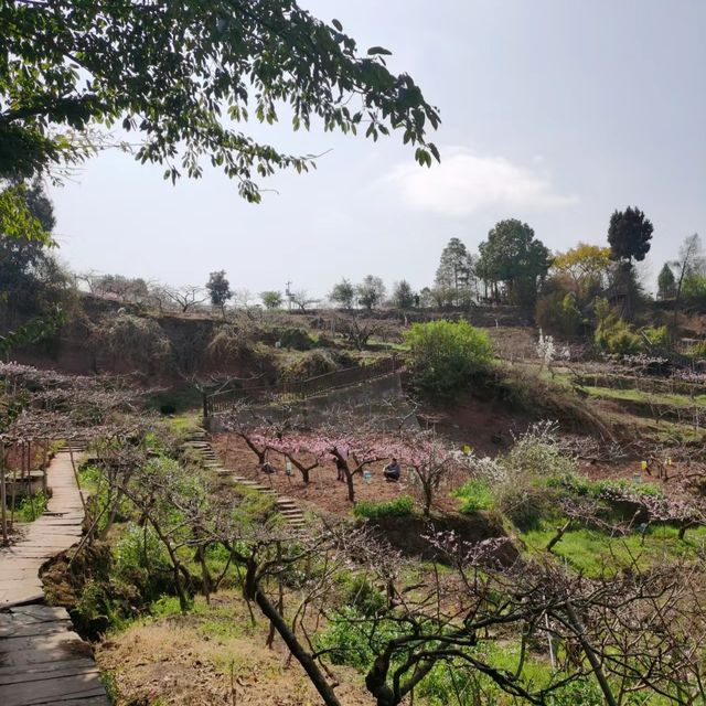 成都人賞花熱門之地