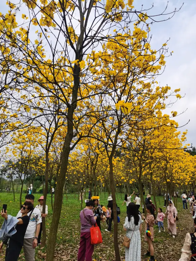 A multitude of flowers in bloom heralds the arrival of spring—The flowers at Zhaoqing's Seven Star Crags are all blossoming