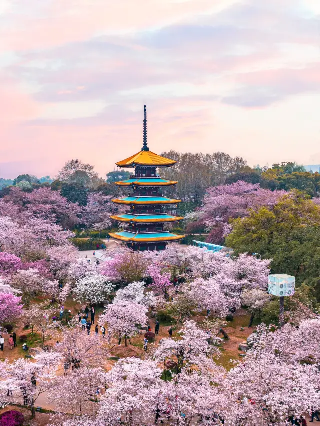 Wuhan has now become a legendary place, and one must prepare their cherry blossom viewing strategy in advance
