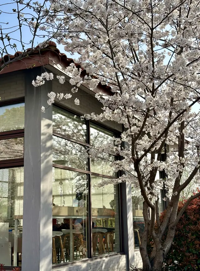 桜の花が雲のように高東町に咲いています