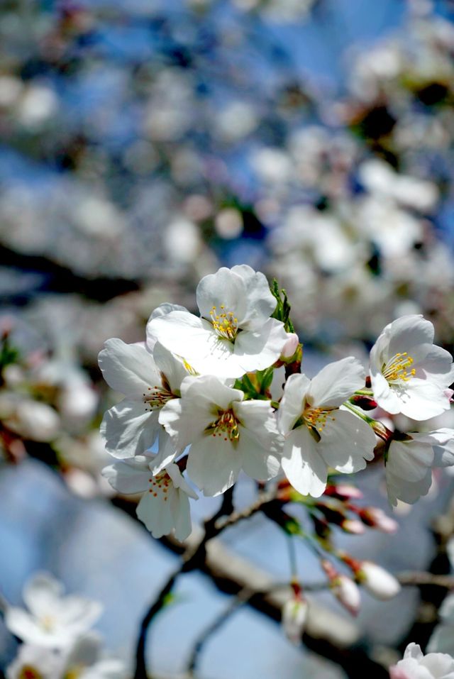 世紀公園賞櫻花