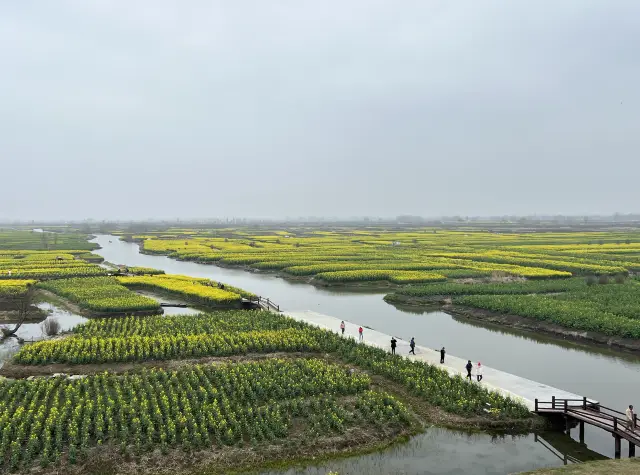 The rapeseed flowers bloom in Xinghua's terraced fields!