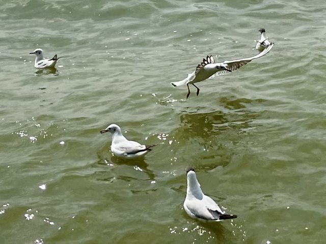 海堤公園