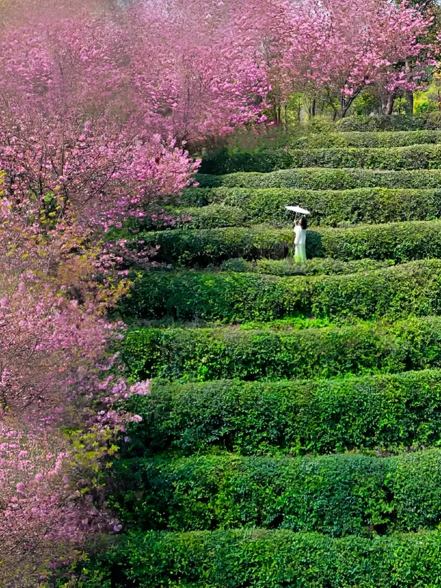 Not in Yunnan! It's in Wuhan! The stunning valley tea garden and late cherry blossoms in April