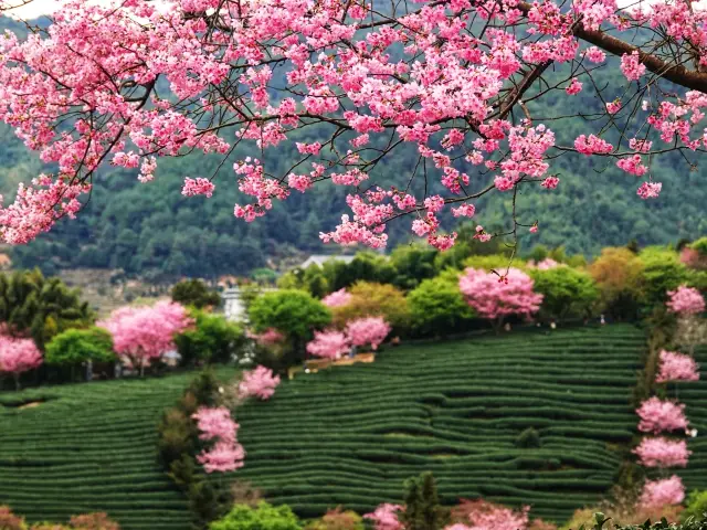 Dragon Year Footprints (8) —— Taipin Cherry Blossom Tea Garden