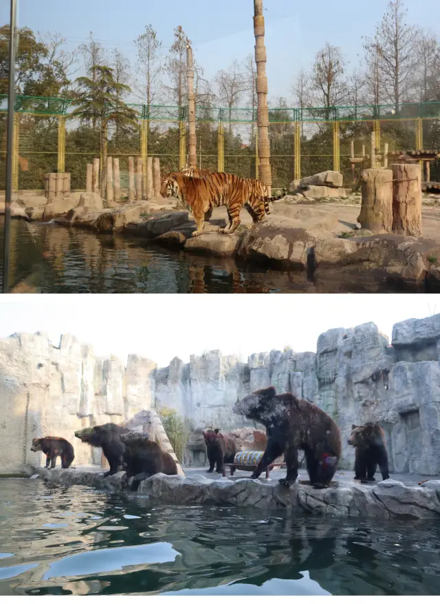 子供を連れて遊びに行くのに最適な場所-上海野生動物園