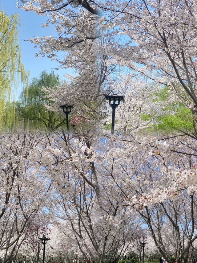 實地探訪我在淄博邂逅了花與“海”共舞的美景