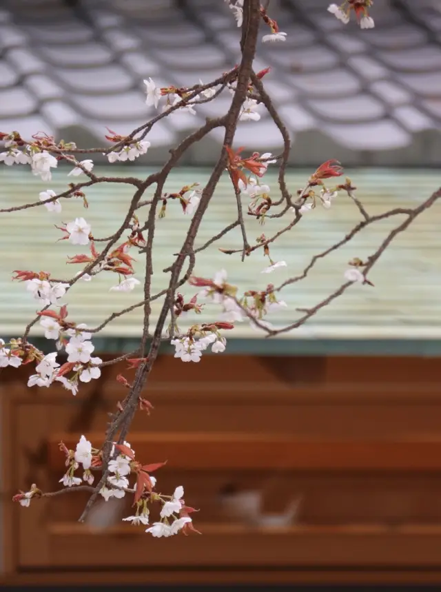 2024 Kyoto Cherry Blossom Viewing Trip