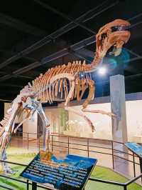 哈爾濱寶藏博物館：尋找猛犸象和恐龍化石！