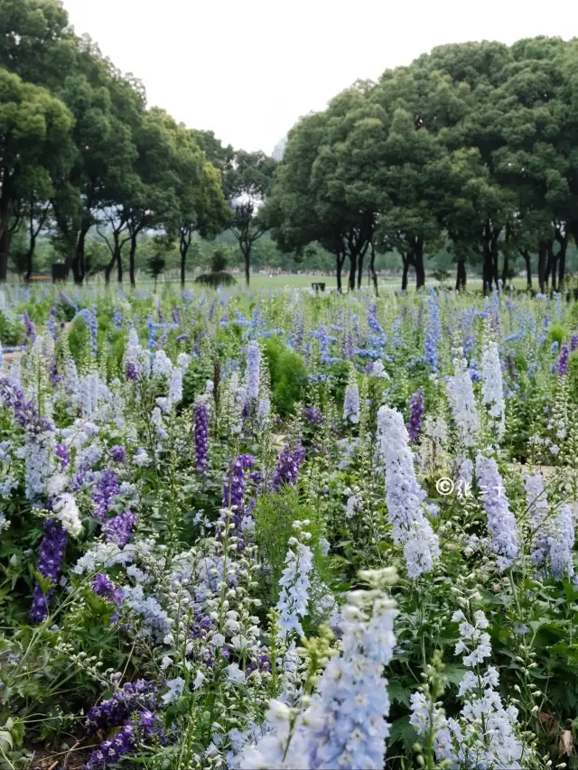 上海·夢幻花海｜藍紫色限定，墜入夏日油畫