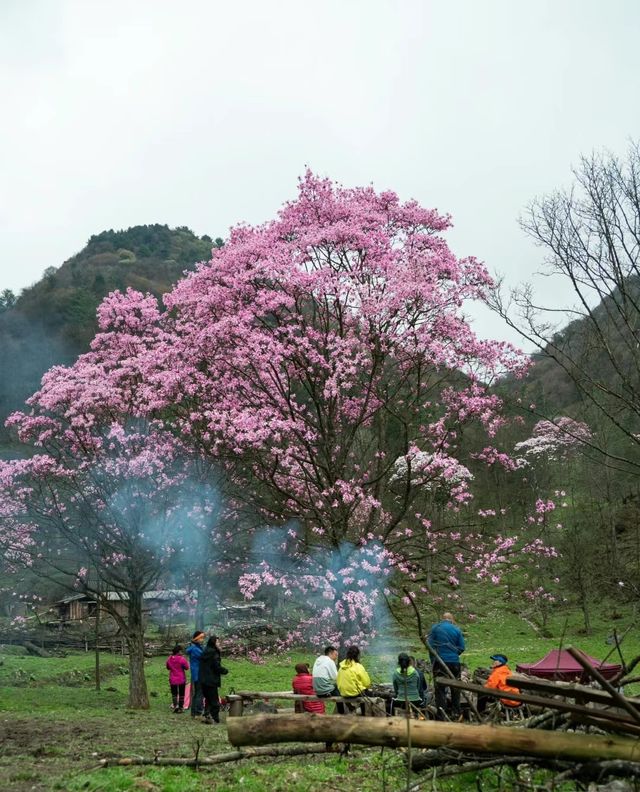 綿陽江油藏王寨～藏於山谷深處的辛夷花秘境