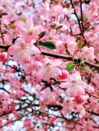漫步粉色天堂！武漢東湖櫻花園帶你領略浪漫春日