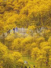 南寧｜青秀山風鈴谷滿山遍野的花都盛開了