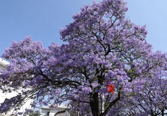 In the streets of Xichang, one can see the jacaranda trees blooming with purple flowers