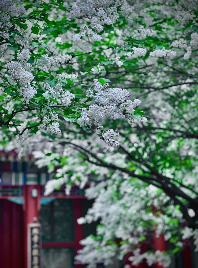 再訪北海畫舫齋丁香花開，古院春意關不|||