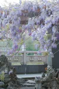 春遊記 | 上海470歲的紫藤花開滿附攻略