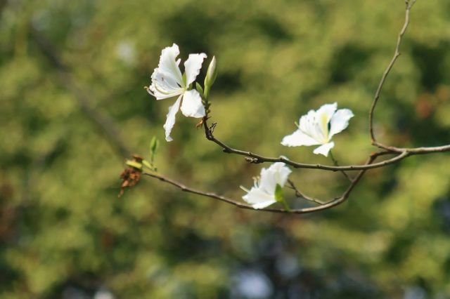 廣州踏青賞花· 周末拍照遛娃聖地，又美又出片！