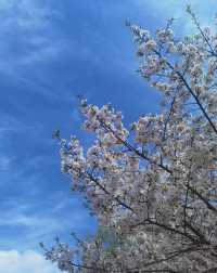 救命!綠島公園這麼美不宣傳，真是糊塗啊!