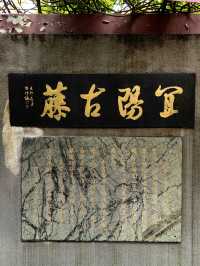 淺緣紫藤花——遊古藤園