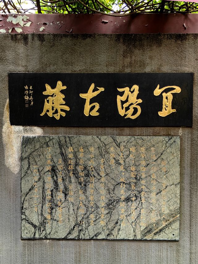 淺緣紫藤花——遊古藤園