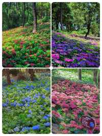 臨平公園繡球花盛放，美麗如詩，令人陶醉！