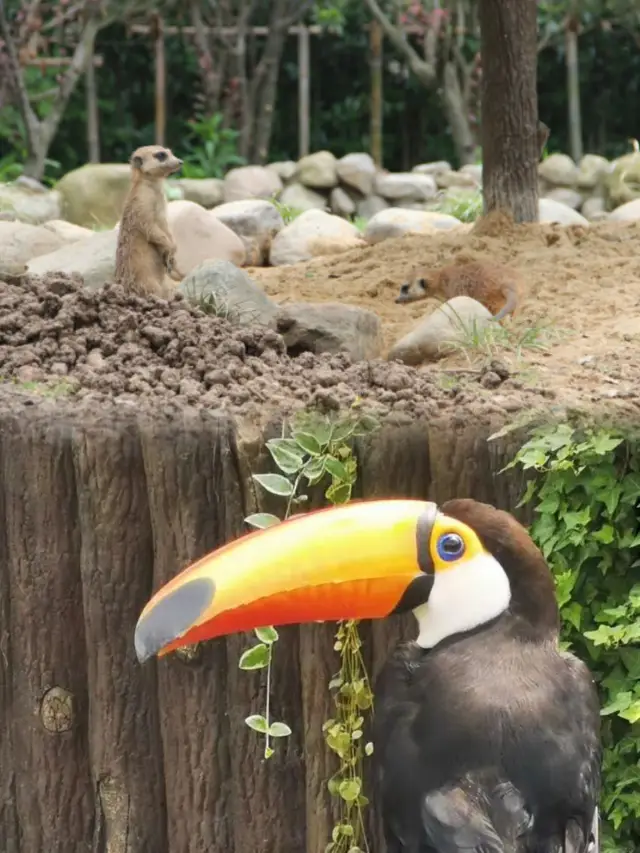 上海野生動物園超実用攻略