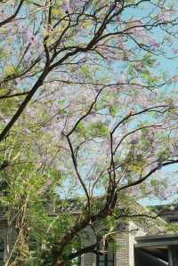 這抹藍紫色，你拍了嗎