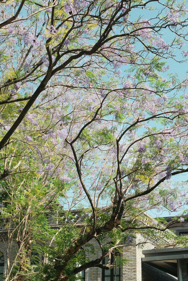 這抹藍紫色，你拍了嗎