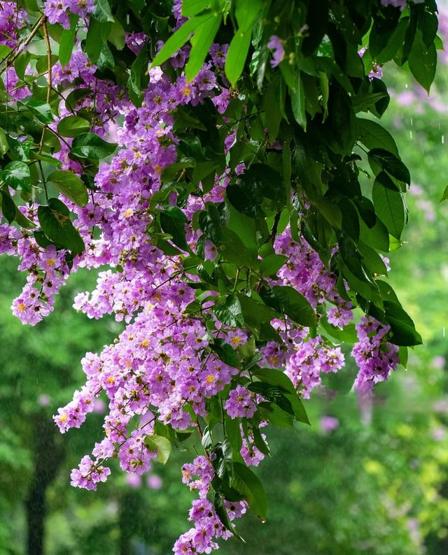 初夏盛開的紫薇花