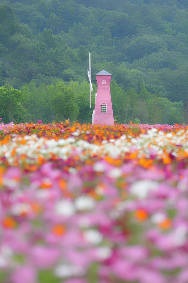 杭州免費拍照|公交直達夢幻的格桑花海