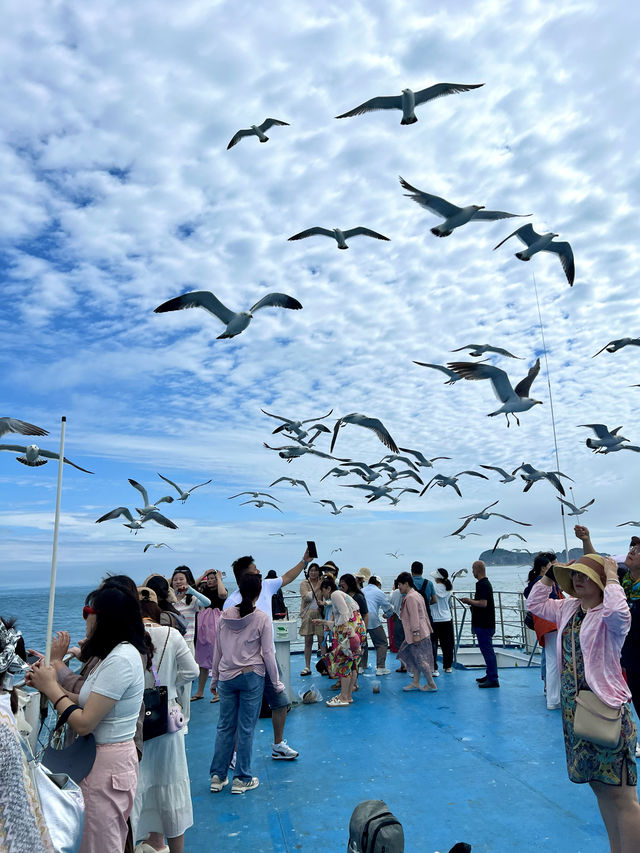 海獺島太美了不愧是海鷗的王國