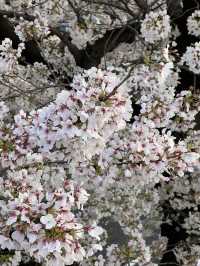 Kyoto: Best Cherry Blossom Photo Locations 🌸