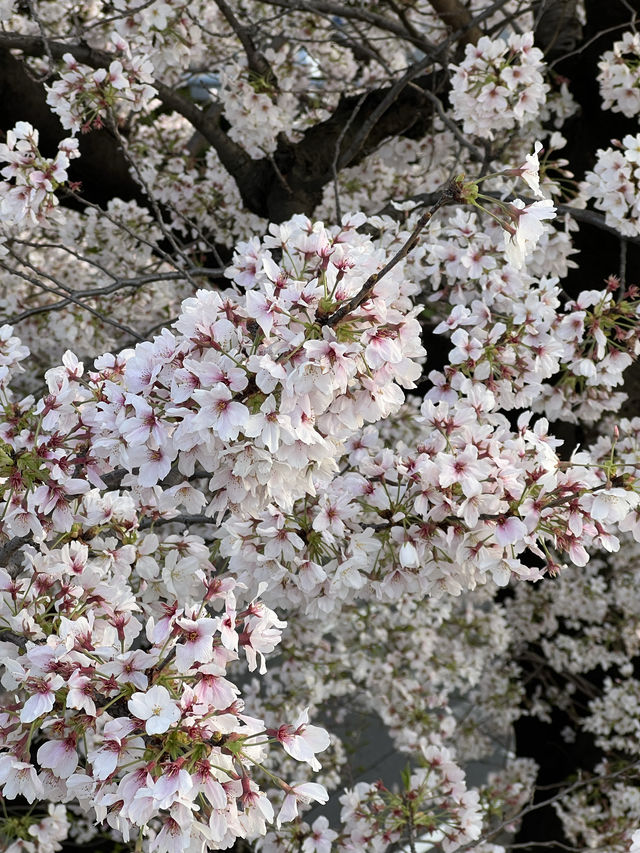 Kyoto: Best Cherry Blossom Photo Locations 🌸
