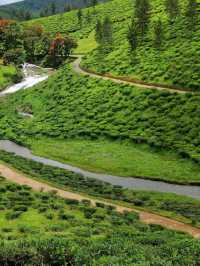 🌿🛏️ Kerala's Hidden Gem: Eco-Luxury at Thekkady! 🌟
