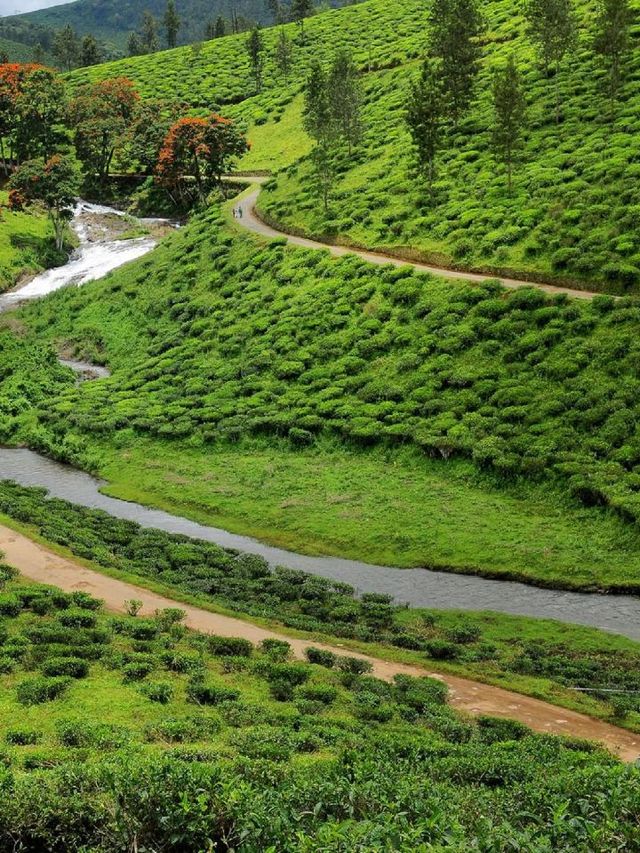 🌿🛏️ Kerala's Hidden Gem: Eco-Luxury at Thekkady! 🌟