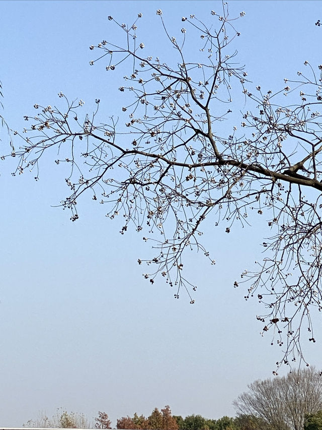 遠香湖秋色