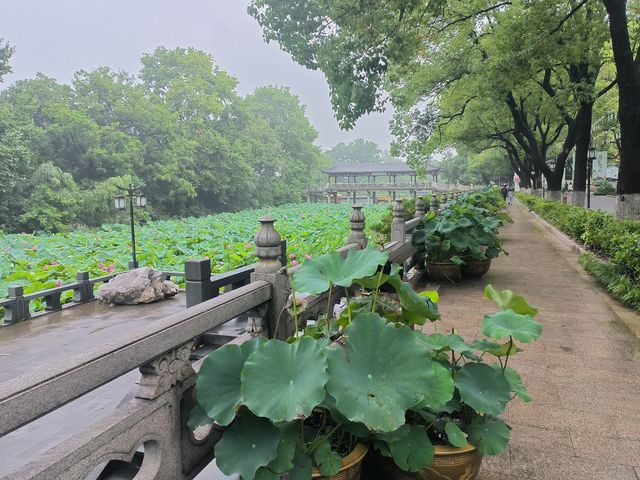 荷聚金山