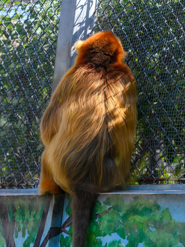 西安秦嶺野生動物園。