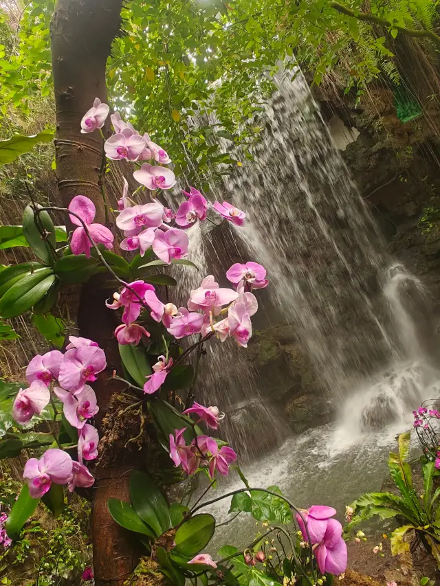 華南植物園：初秋未滿，盛夏未散，親子放鬆好去處】。