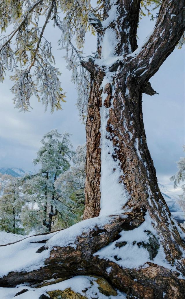 冬日仙境 | 新疆阿勒泰滑雪探險全攻略。 冬日仙境 | 新疆阿勒泰滑雪探險全攻略。