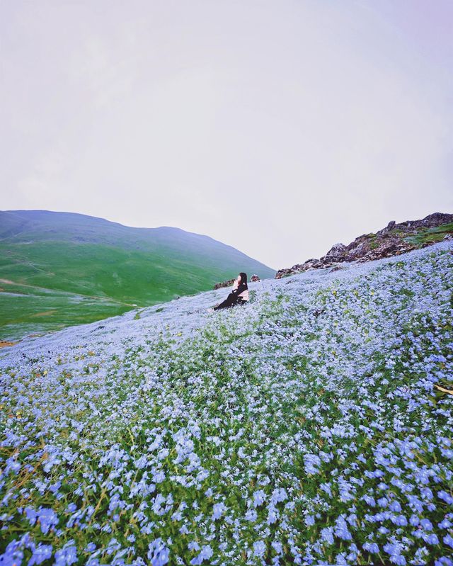 花海無處不在——二海。